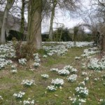 Snowdrops 2010