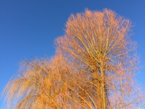 Trees in the sunshine